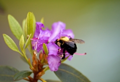 Azalea and Bee 